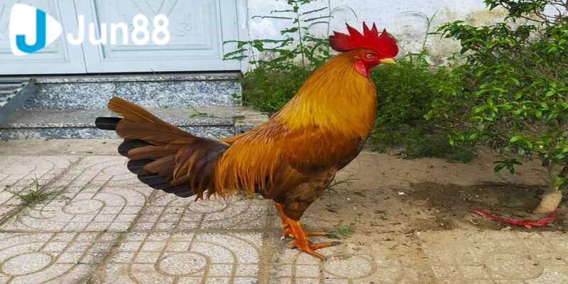 Gà khét là gì và giá thành bán trên thị trường