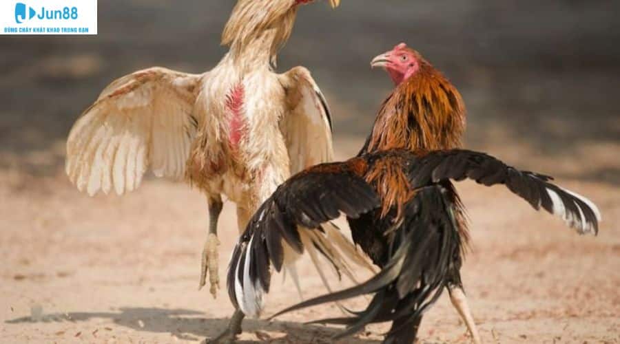 Những mẹo chơi chọi gà lợi hại mà không phải ai cũng biết